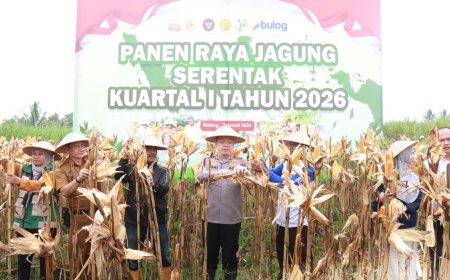 Polres Malang Panen Raya Jagung, Hasilkan 8 Ton untuk Dukung Stok Pangan
