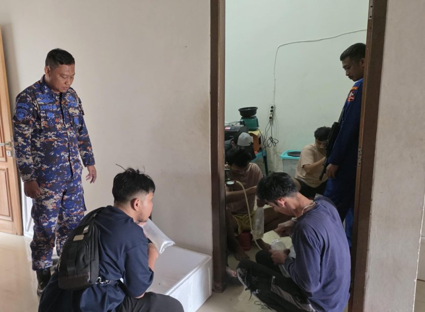 Upaya Penyelundupan 47 Ribu Benih Lobster Digagalkan di Serang